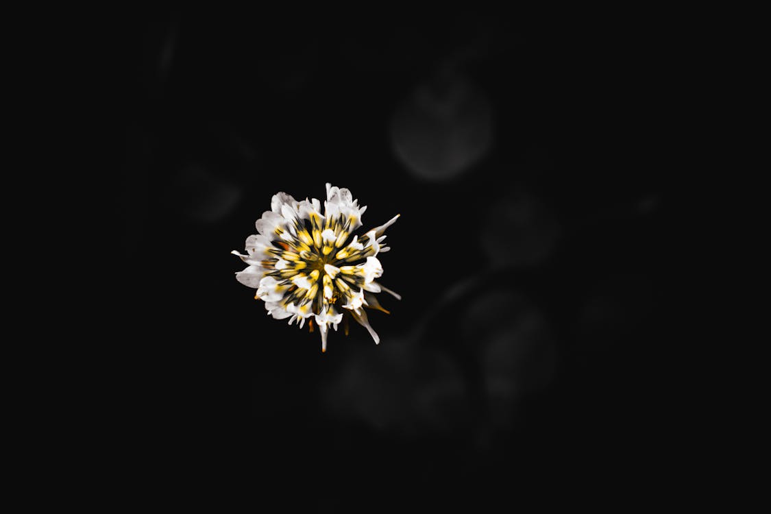 Dark flower 