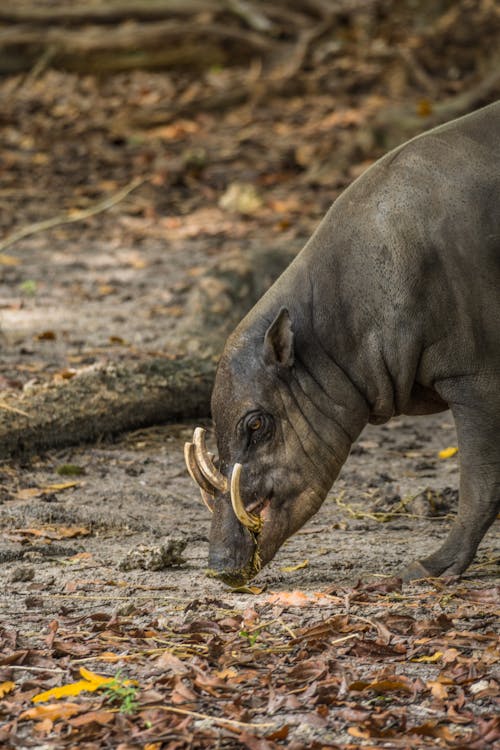 North Sulawesi Babirusa Searching for Food