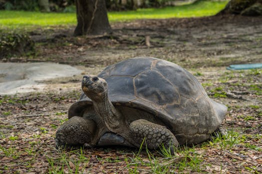 A majestic Galápagos tortoise relaxing in a lush Miami park, showcasing its unique shell and features.
