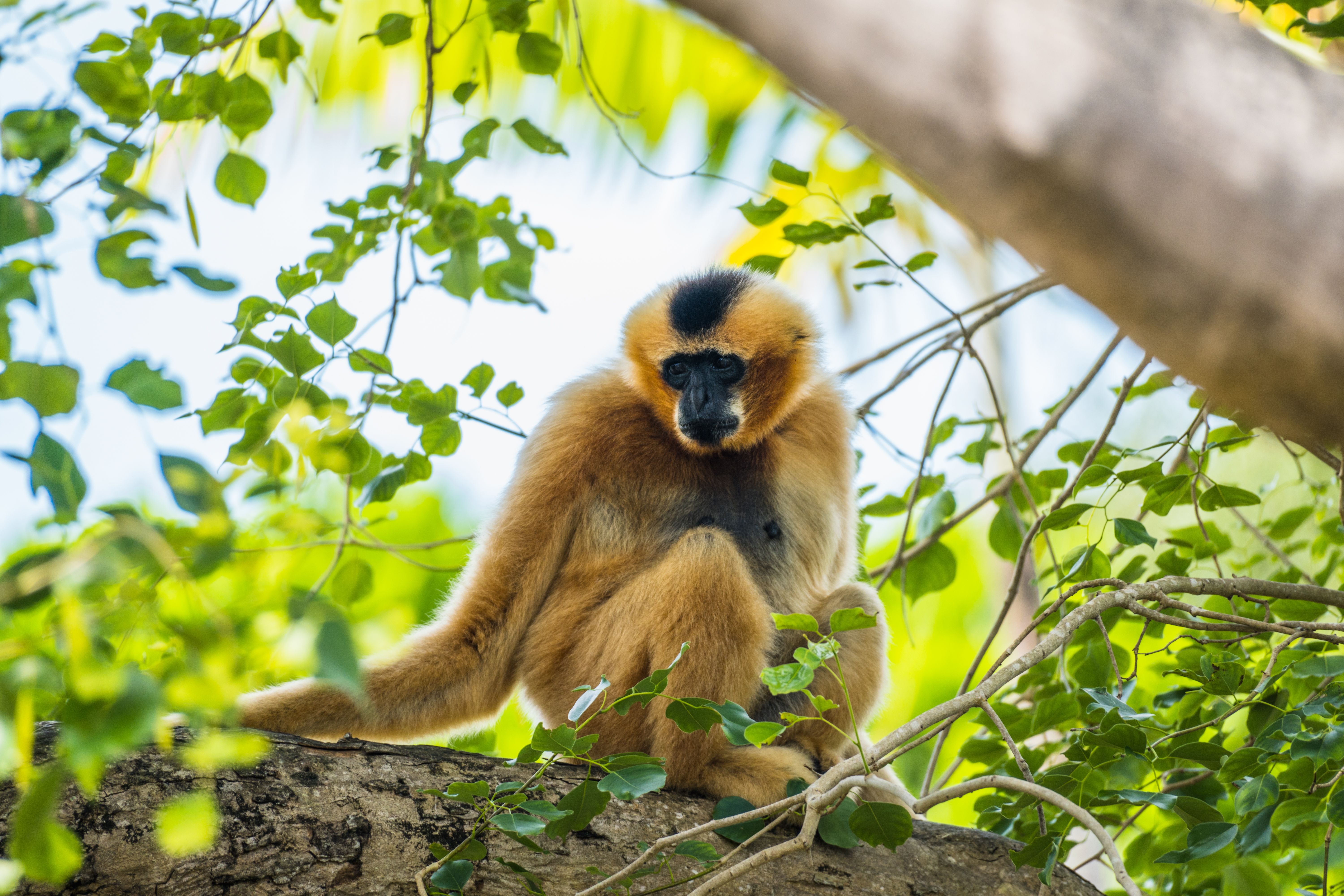 Golden gibbon monkey resting on a tree branch amidst lush foliage in Miami, FL. - Miami