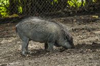 A wild boar forages for food in a Miami park, Florida, USA.