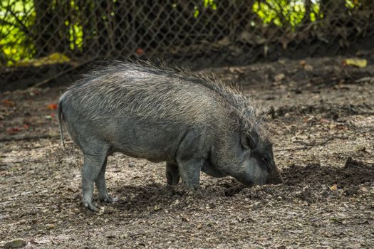 A wild boar forages for food in a Miami park, Florida, USA.