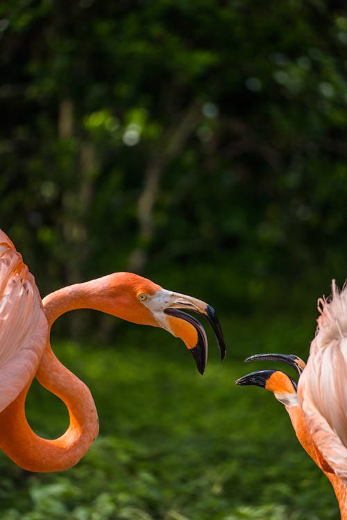 Two Flamingos with Open Beaks