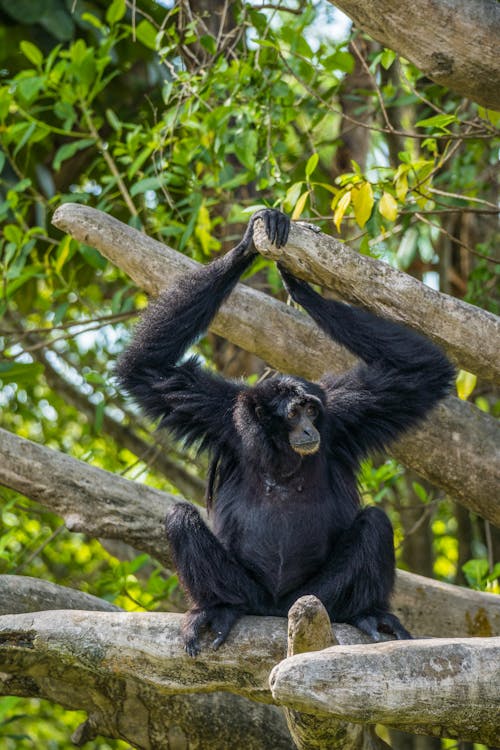 Ape Sitting on Wood in Reserve