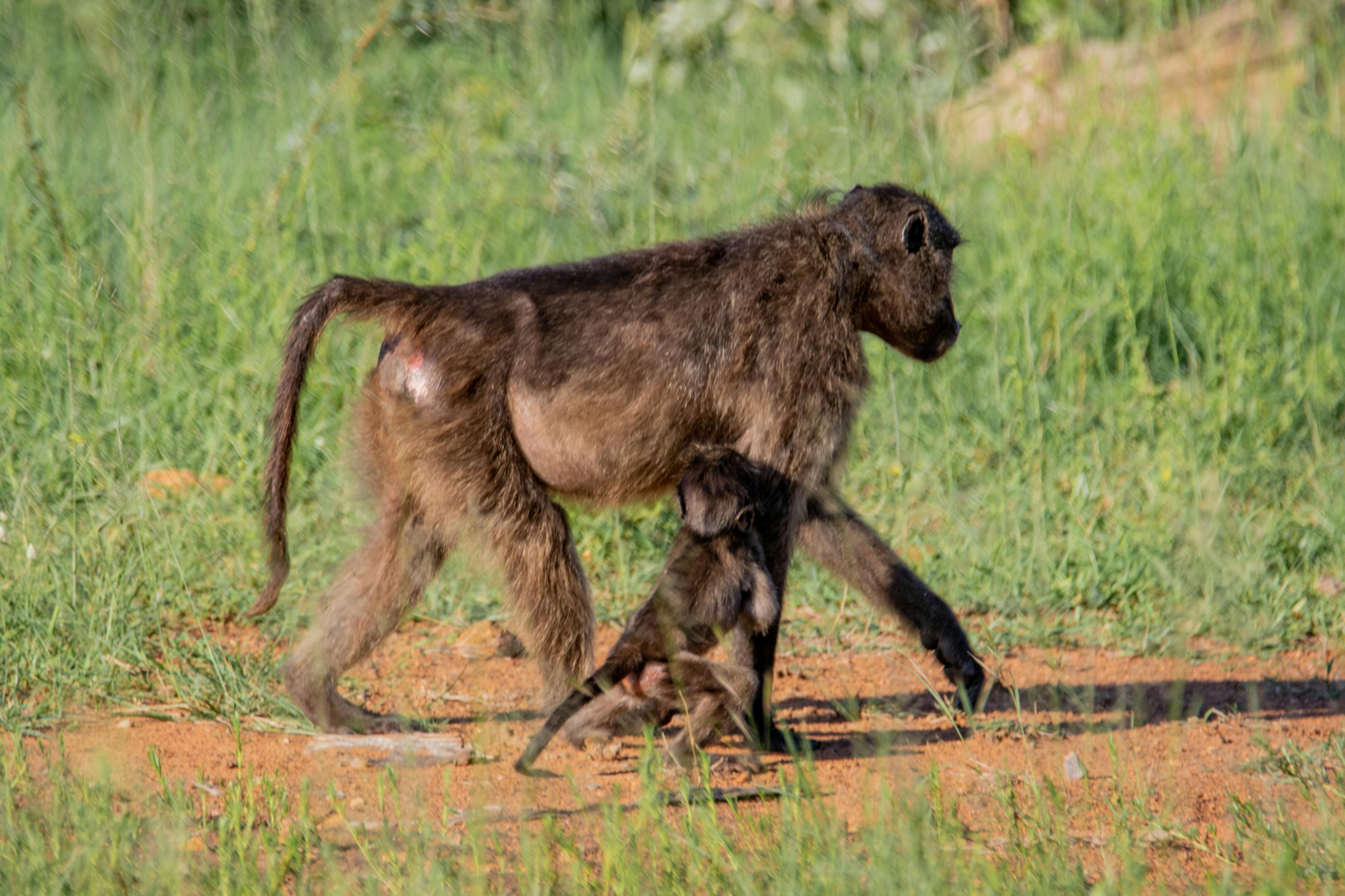 Free stock photo of animals, baboon, baby