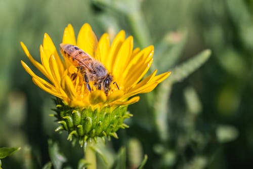 Kostnadsfri bild av bi, blomma, djurfotografi