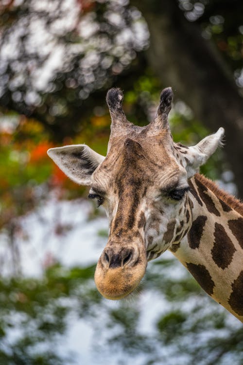 Cute Giraffe in Zoo