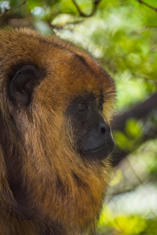 Portrait of a Furry Monkey in a Forest 