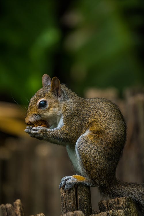 Squirrel in a Forest 