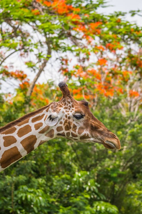 Giraffe Among Trees