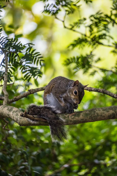 나무, 다람쥐, 동물의 무료 스톡 사진