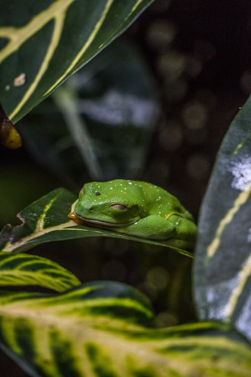 Mexican Leaf Frog