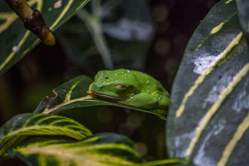Green Frog Among Tropical Leaves 
