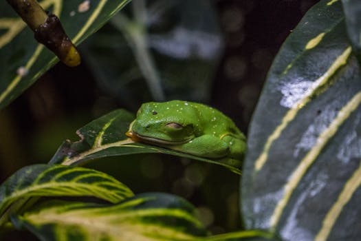 Close-up of a green tree frog resting amidst tropical foliage, showcasing vibrant wildlife in Miami.
