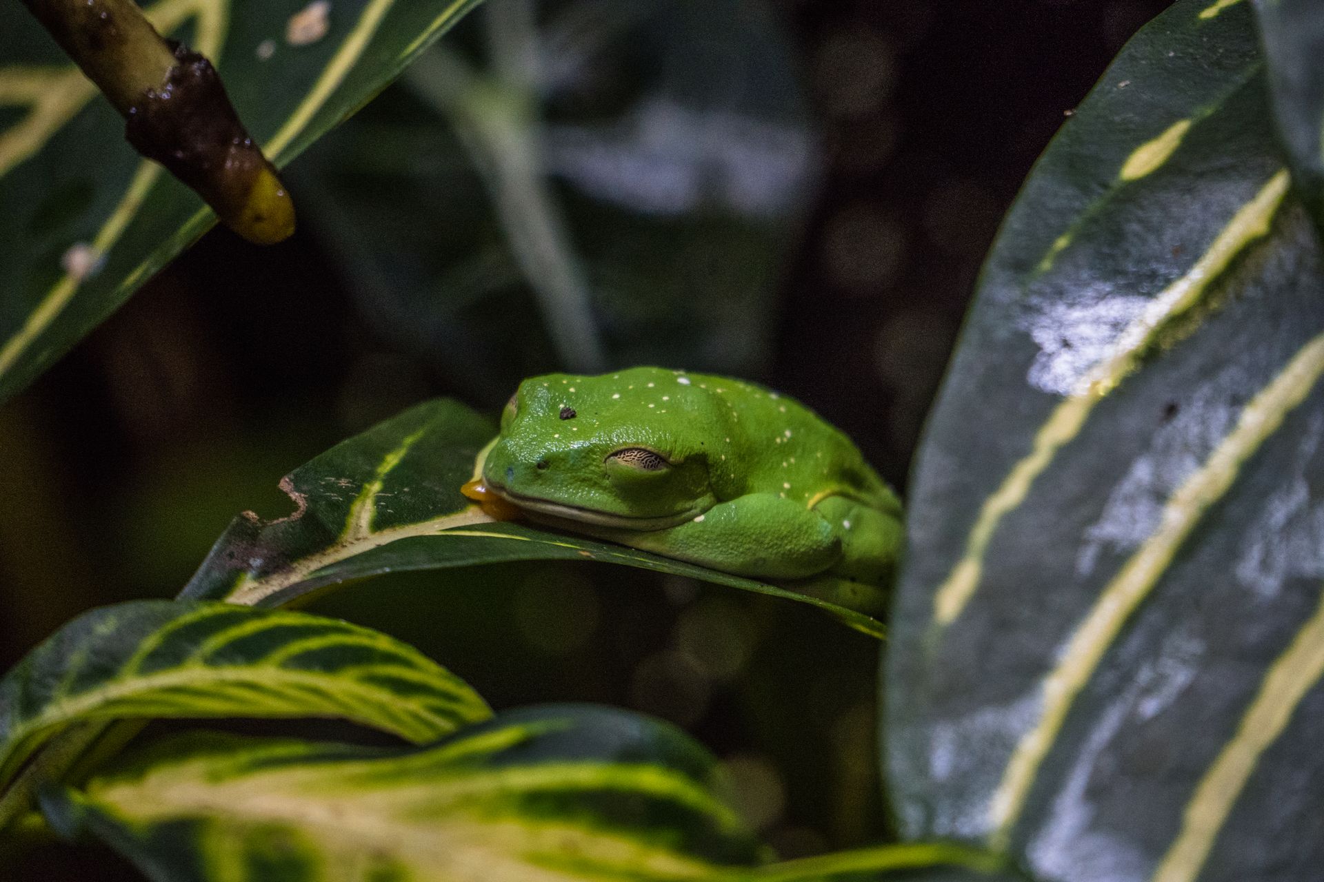 Green Frog Among Tropical Leaves