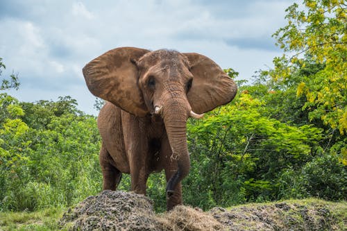 Free Elephant in a Jungle  Stock Photo