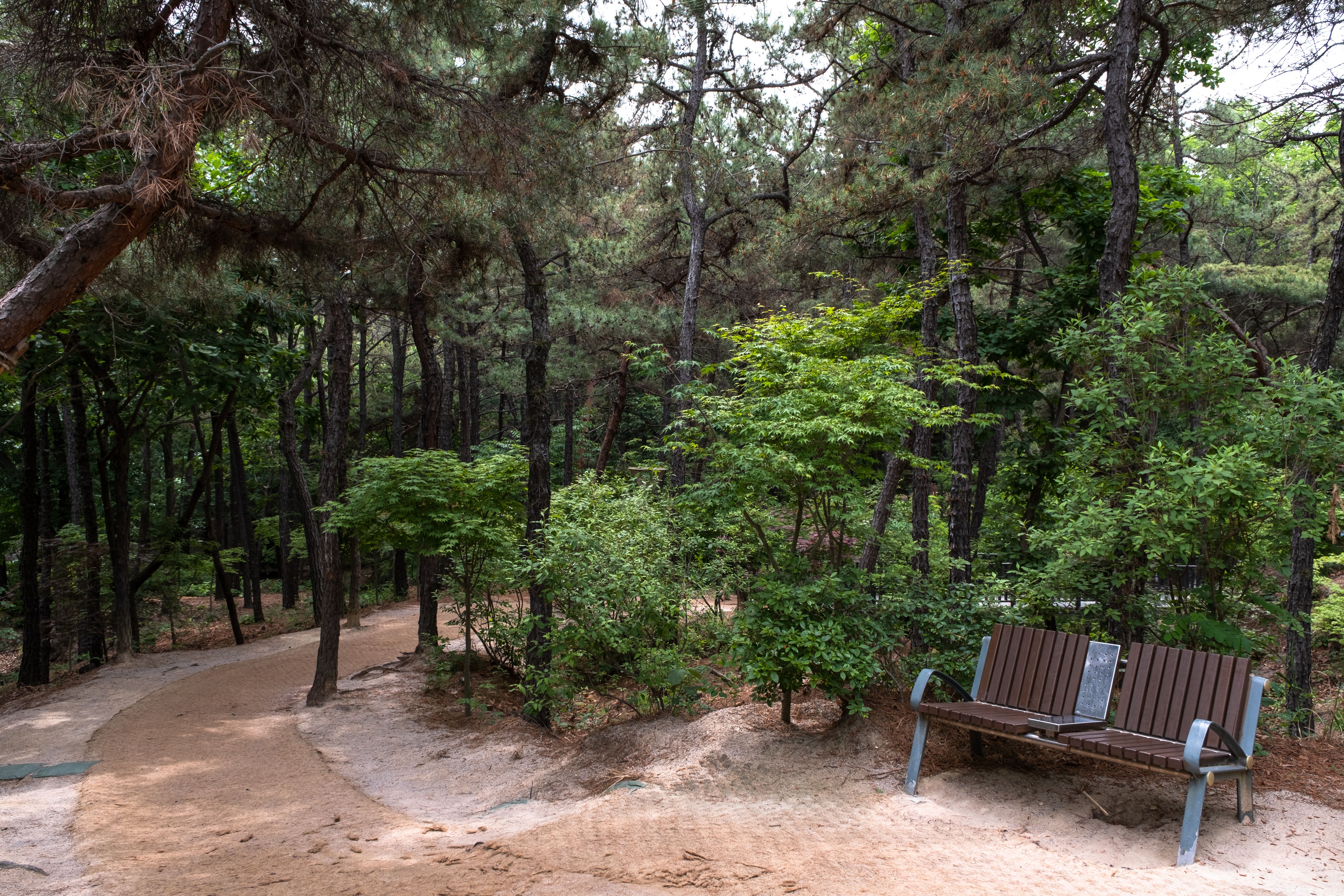 Shaded wooden bench along the central perimeter loop of Yangjae Citizen's Forest