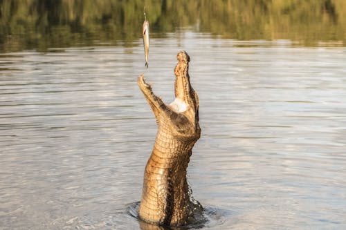 Immagine gratuita di alligatore, fotografia naturalistica, predatore