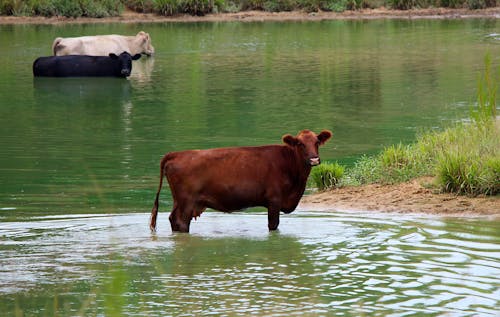 Cows Cooling Off In Summer