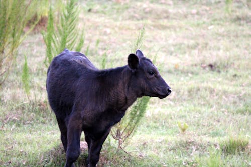 Calf Looking for Mom