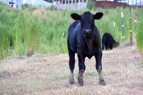 Calf On Guard