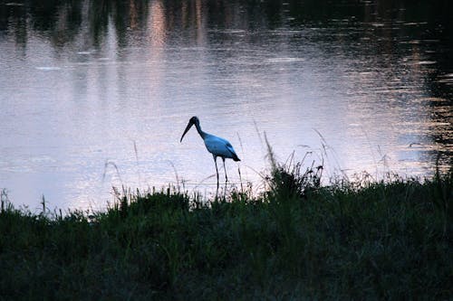 Sandhill Crane in Pond