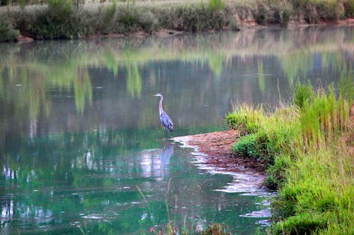 Blue Crane in Pond