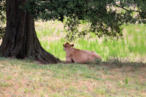 White Cow in Shade