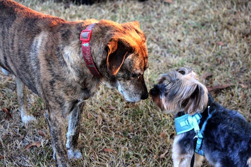 Dogs Saying Hi