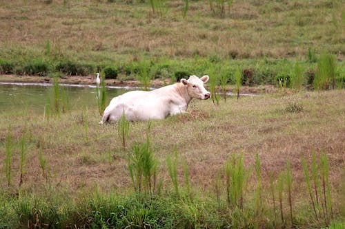 White Cow in Pasture