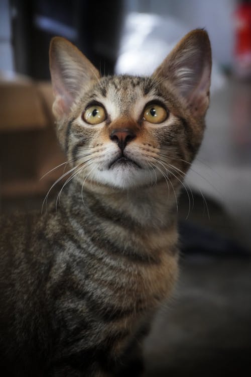Δωρεάν στοκ φωτογραφιών με Γάτα, γατάκι, γατάκια
