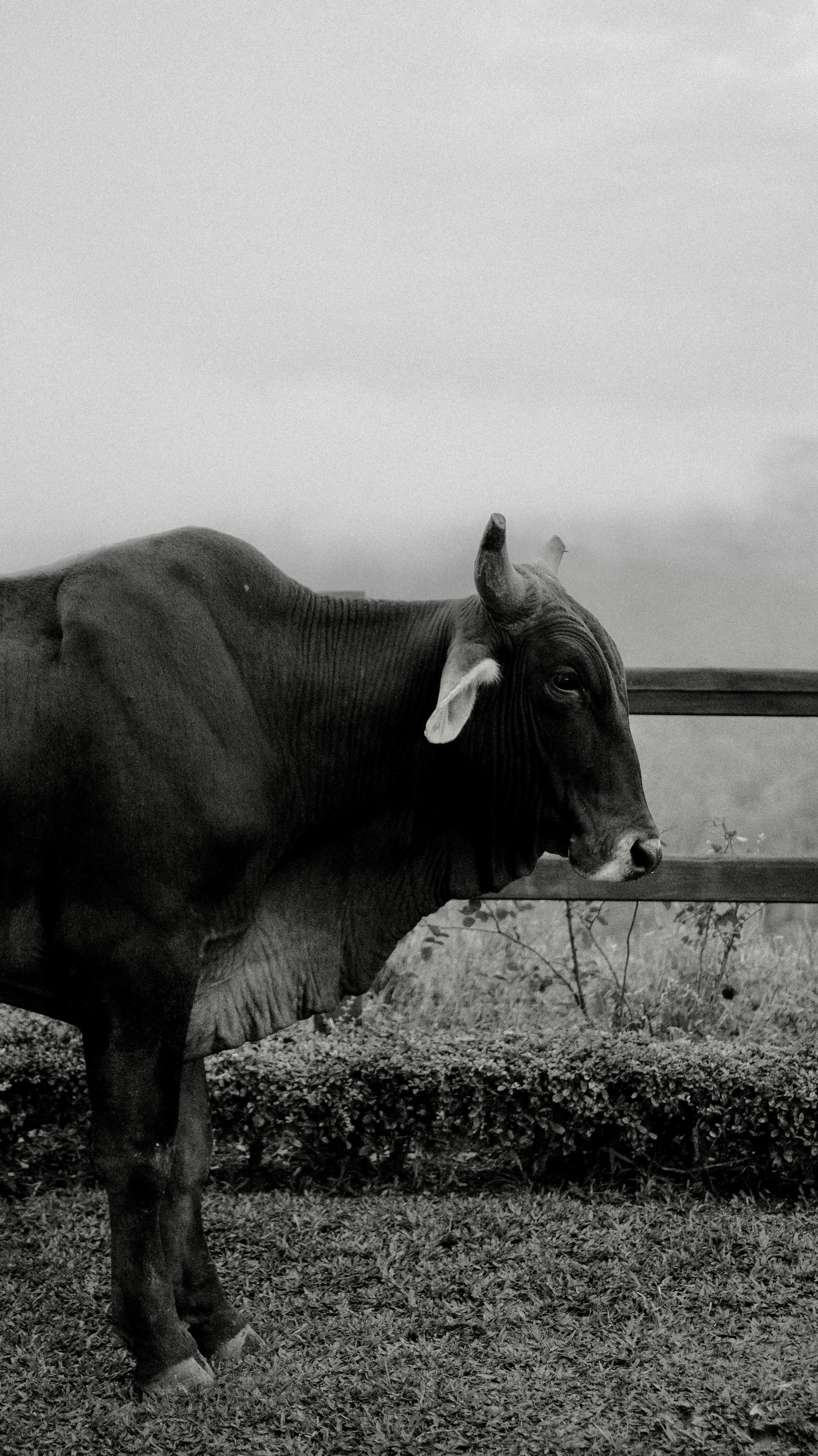 Bull in Black and White · Free Stock Photo