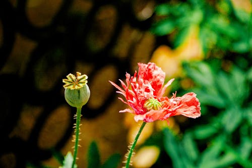 Foto profissional grátis de flor vermelha, natureza, papoula