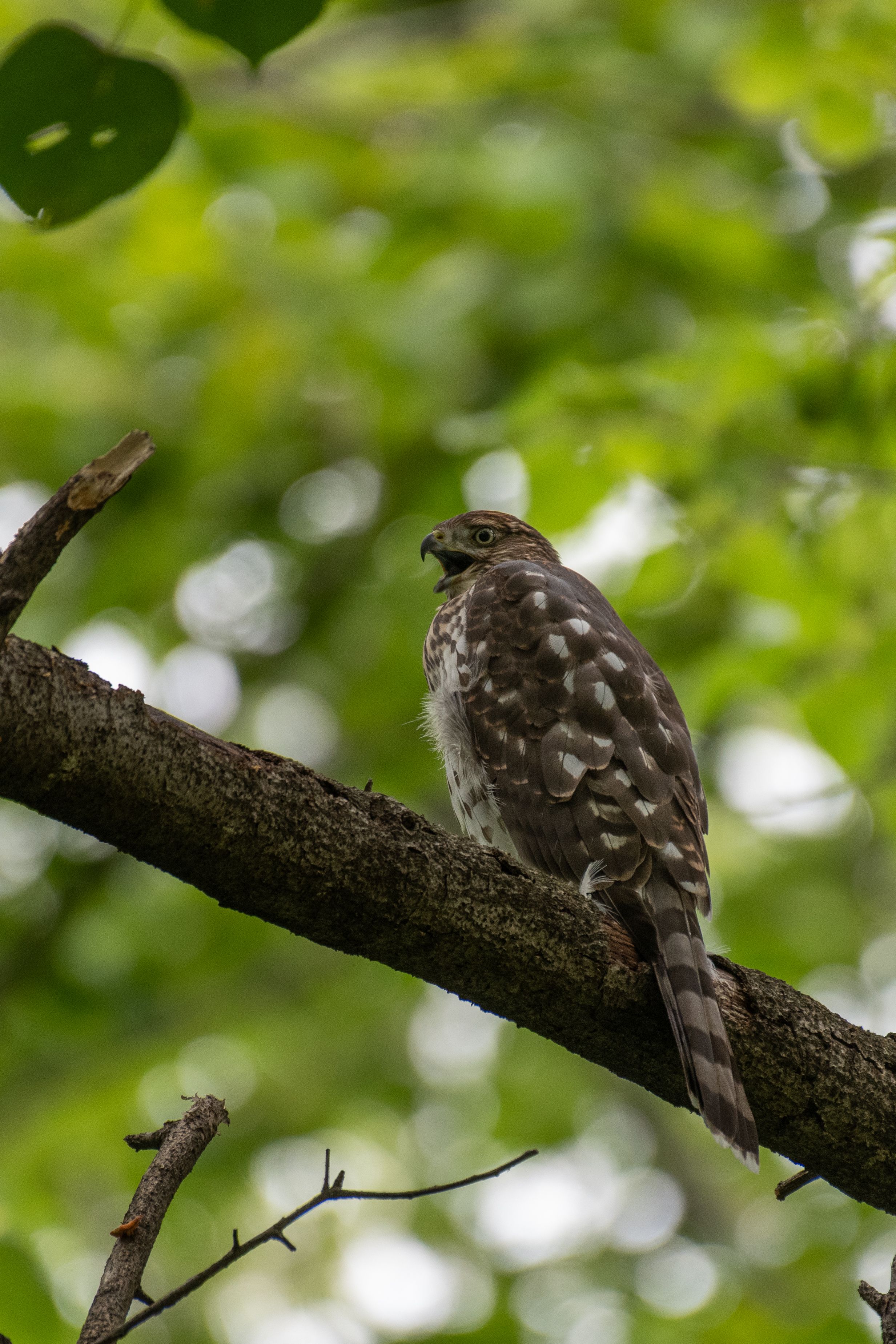 Hawk Sitting on a Branch · Free Stock Photo