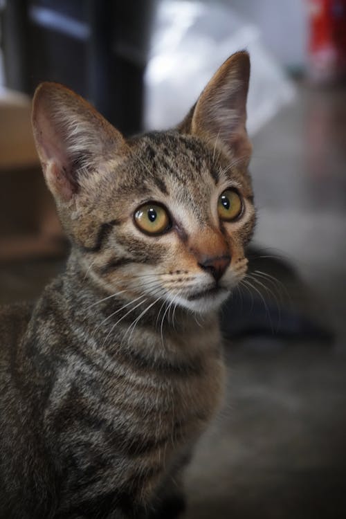 Foto stok gratis anak kucing, binatang, hewan peliharaan