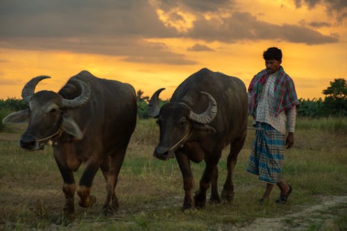 Foto profissional grátis de agricultor, clima, kolkata