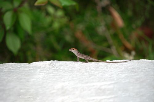 Free Beautiful close-up of a lizard basking on a white rock in Fort Lauderdale, FL. Stock Photo