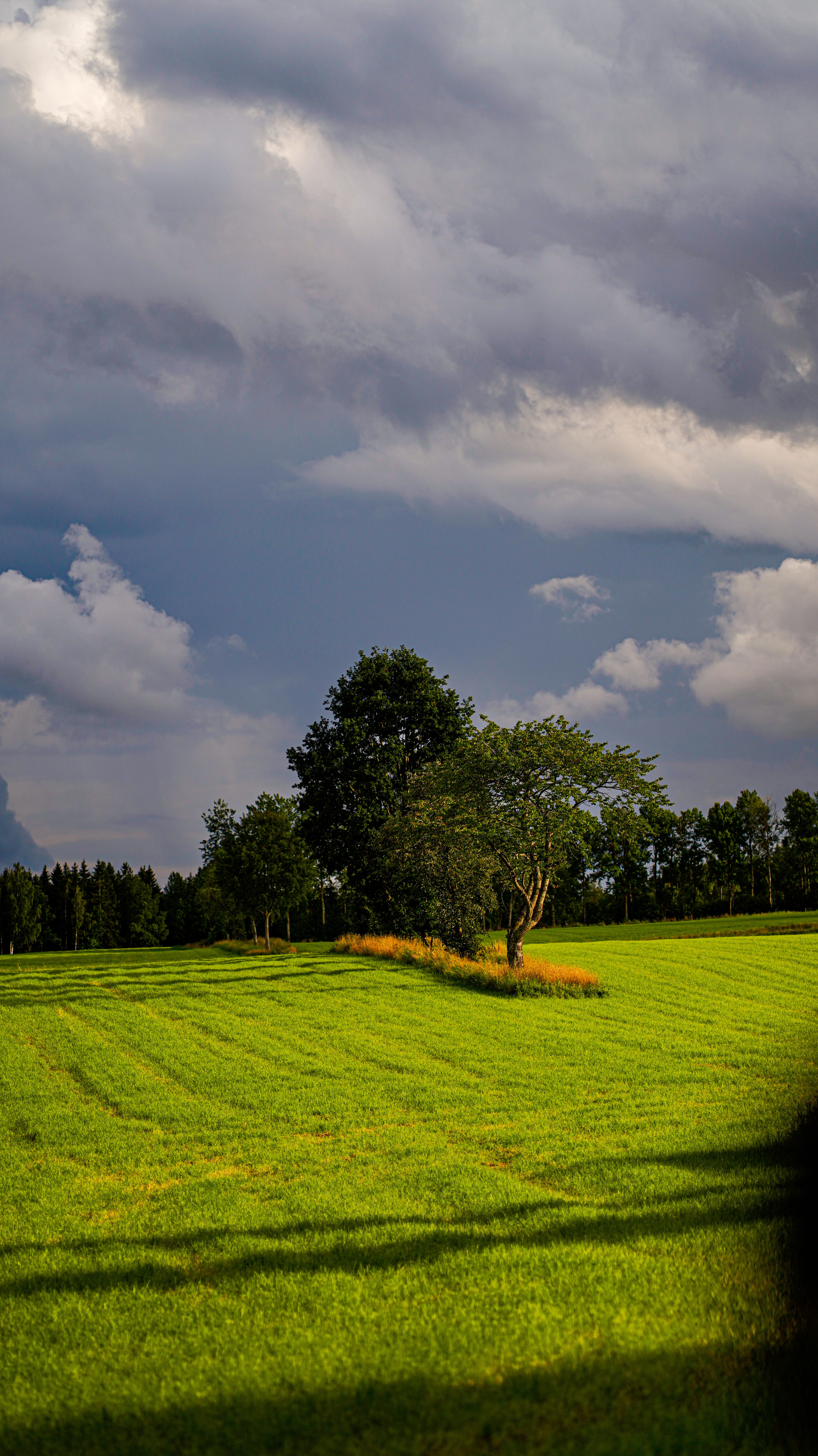 Scenic View of a Field · Free Stock Photo