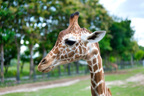 Základová fotografie zdarma na téma africký, baby žirafa, detail