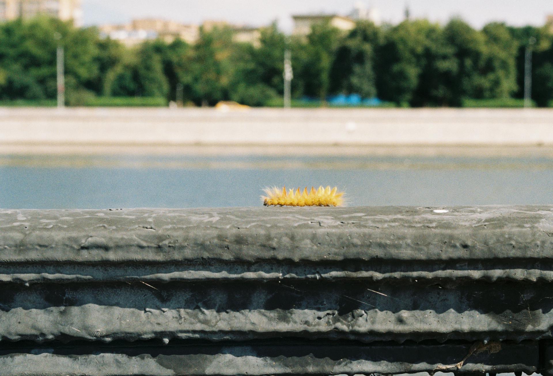 Hairy Yellow Caterpillar Crawling on a Concrete Parapet