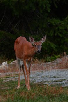 Wild deer stands gracefully amid lush greenery, embodying serene nature.