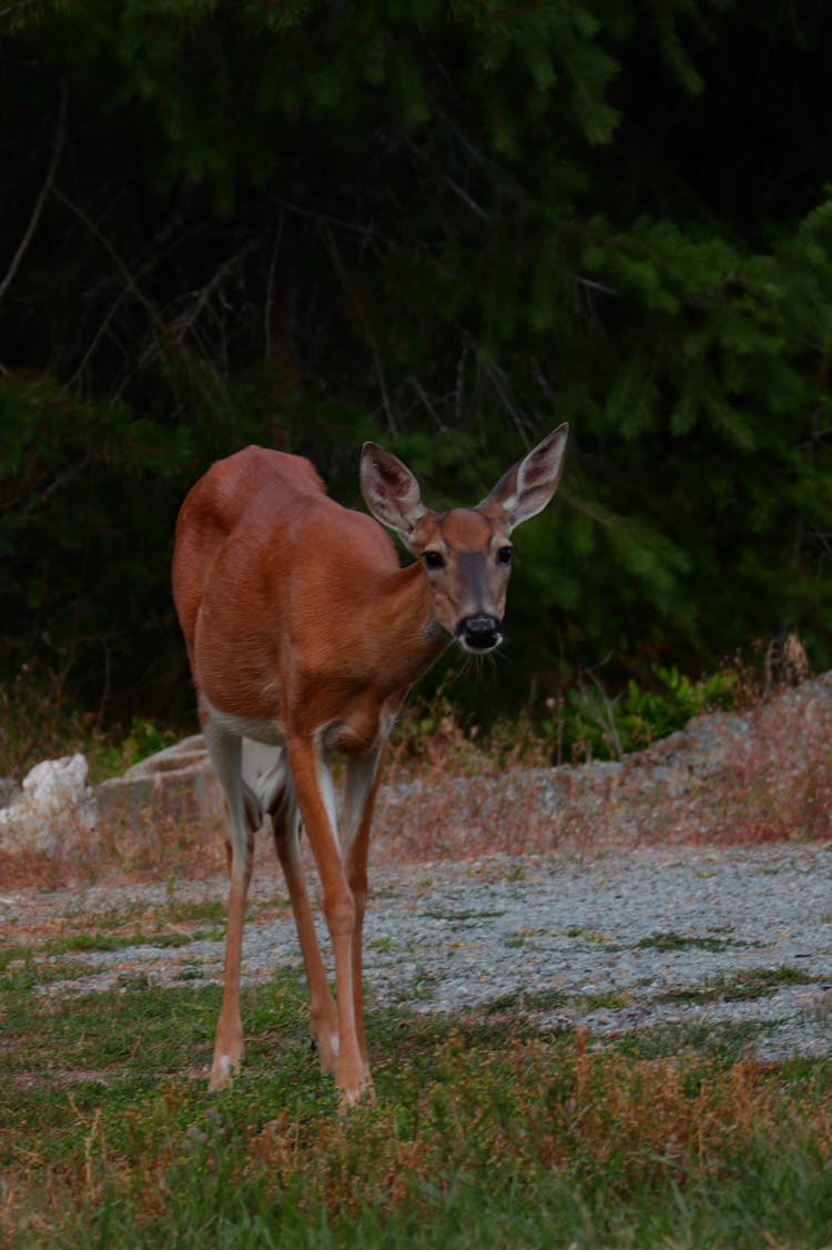 Key Deer In Virginia, USA