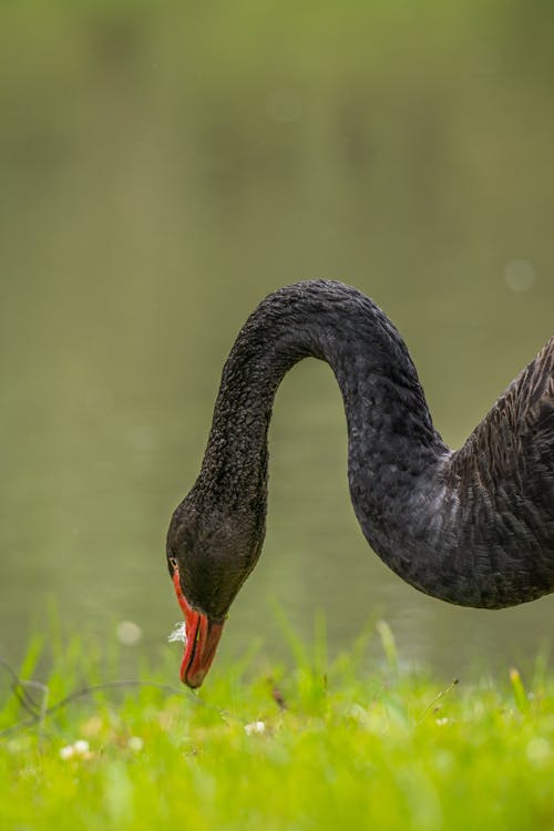 Black Swan on a Field 