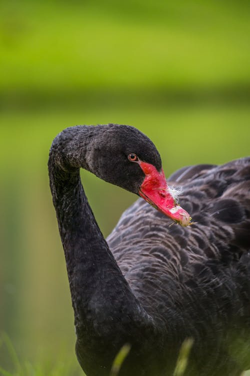 Black Swan in Close Up