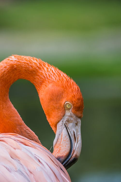 Portrait of Pink Flamingo 