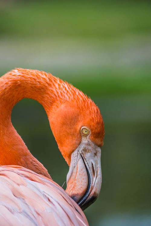 Free Close-up portrait of a vibrant pink flamingo with a lush green background, showcasing its unique features. Stock Photo