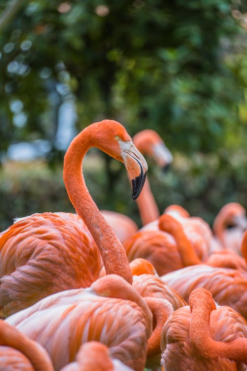 Flock of Pink Flamingos 