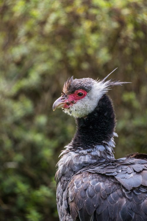 Portrait of Wing Claw on a Field