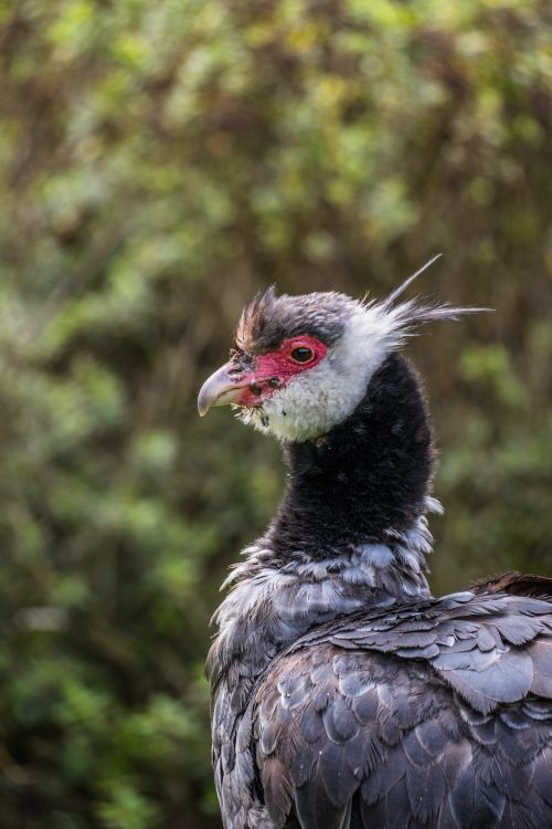 Free Capture of a Southern Screamer, Chauna torquata, in Sopo, Colombia's natural setting. Stock Photo
