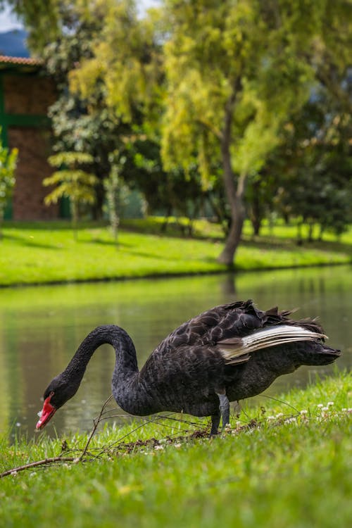 Black Swan by the River in a Park 